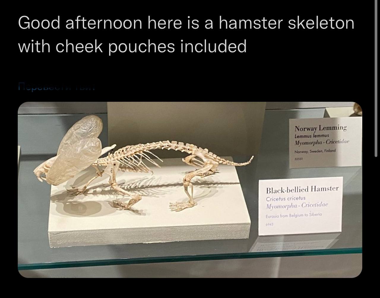 Good afternoon here is a hamster skeleton with cheek pouches included A Norway Hamster