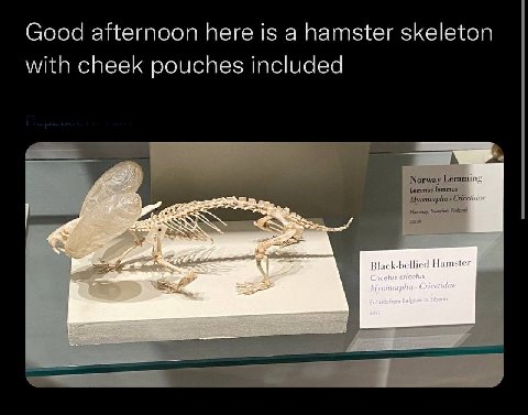 Good afternoon here is a hamster skeleton with cheek pouches included A Norway Hamster
