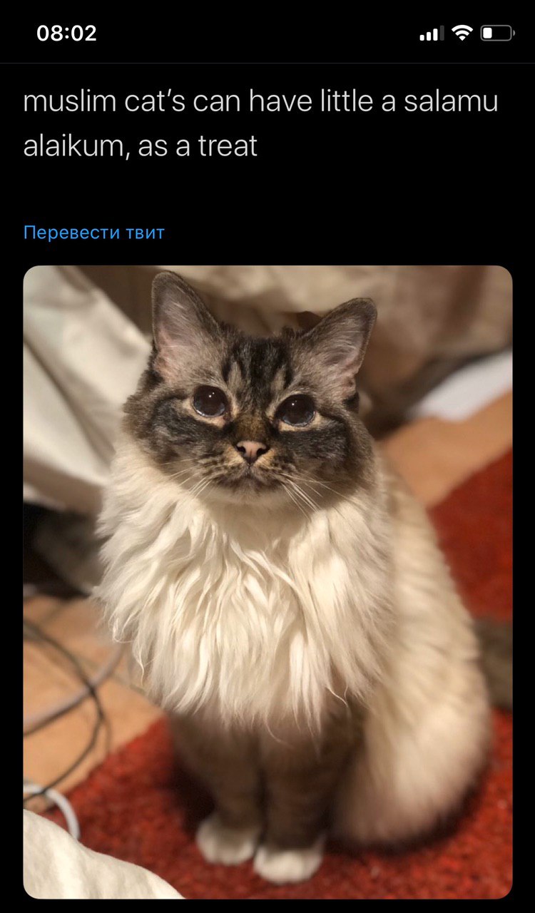 перевод