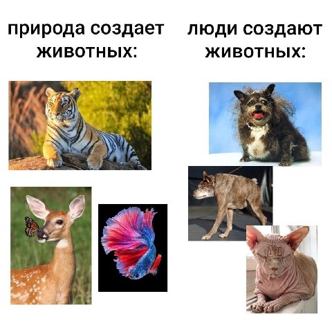 природа создает люди создают ЖИВОТНЫХ: ЖИВОТНЫХ: as be 2% 7 7