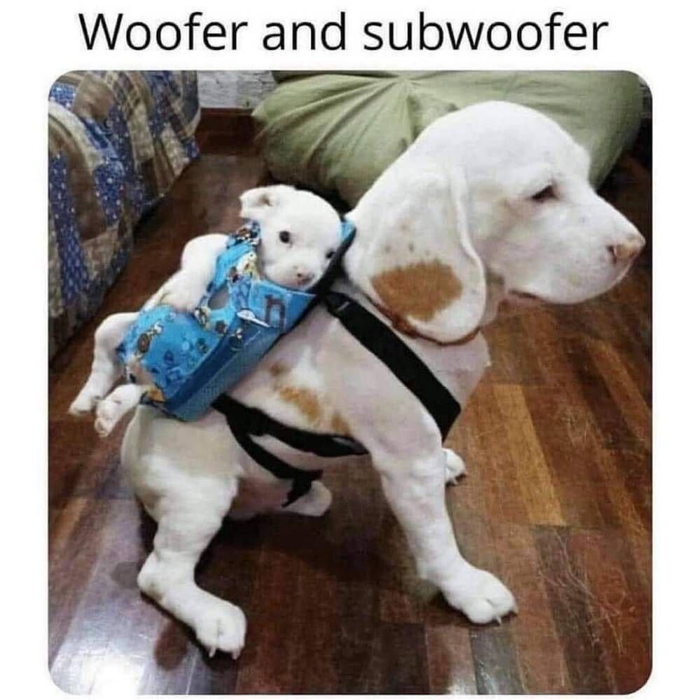 Woofer and subwoofer