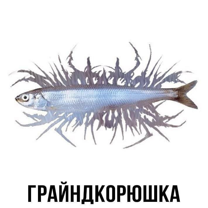 от автора канала @newSpeaks