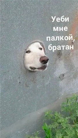Уеби мне палкой, братан