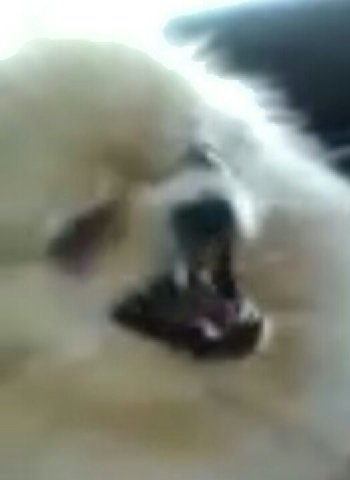 мем