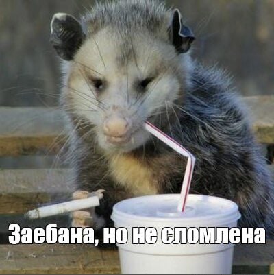 3a сломлена еба На, НО
