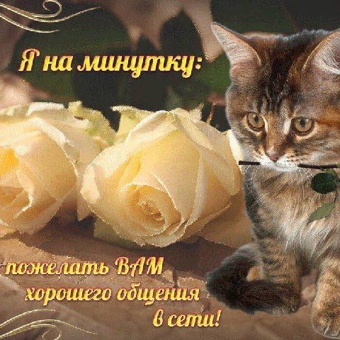 пожелать хорошего общения сети!