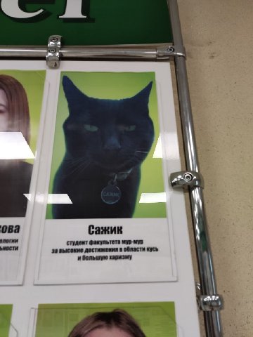 ова Сажик студент факультета мур-мур за высокие достижения в области кусь у и большую харизму on