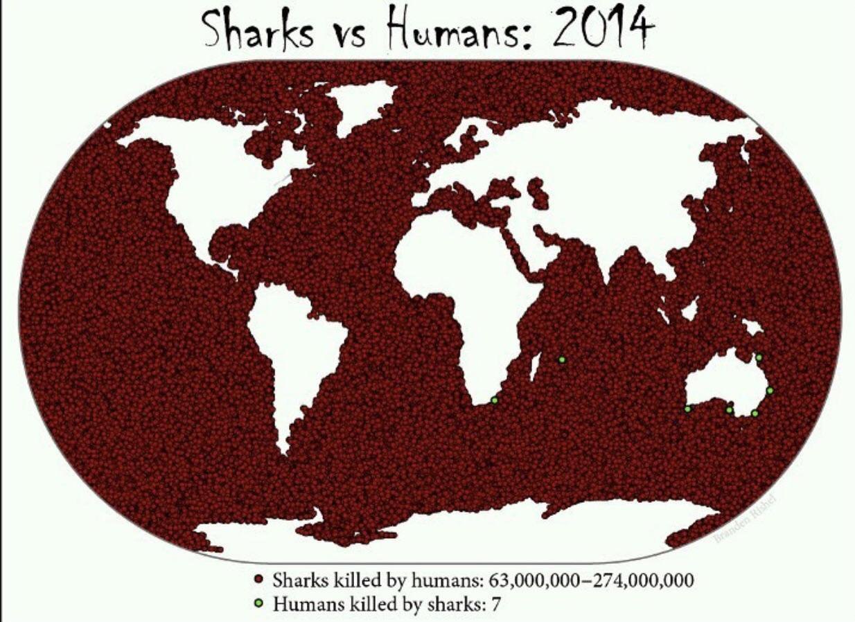 Sharks Humans: 2014 у Sharks killed humans: 63,000,000-274,000,000 Humans killed sharks: 7