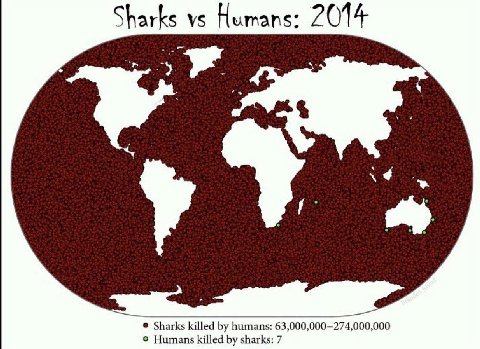 Sharks Humans: 2014 у Sharks killed humans: 63,000,000-274,000,000 Humans killed sharks: 7