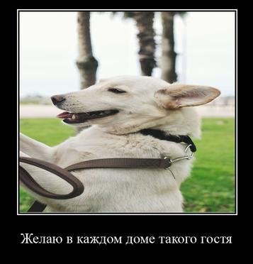 Желаю в каждом доме такого гостя