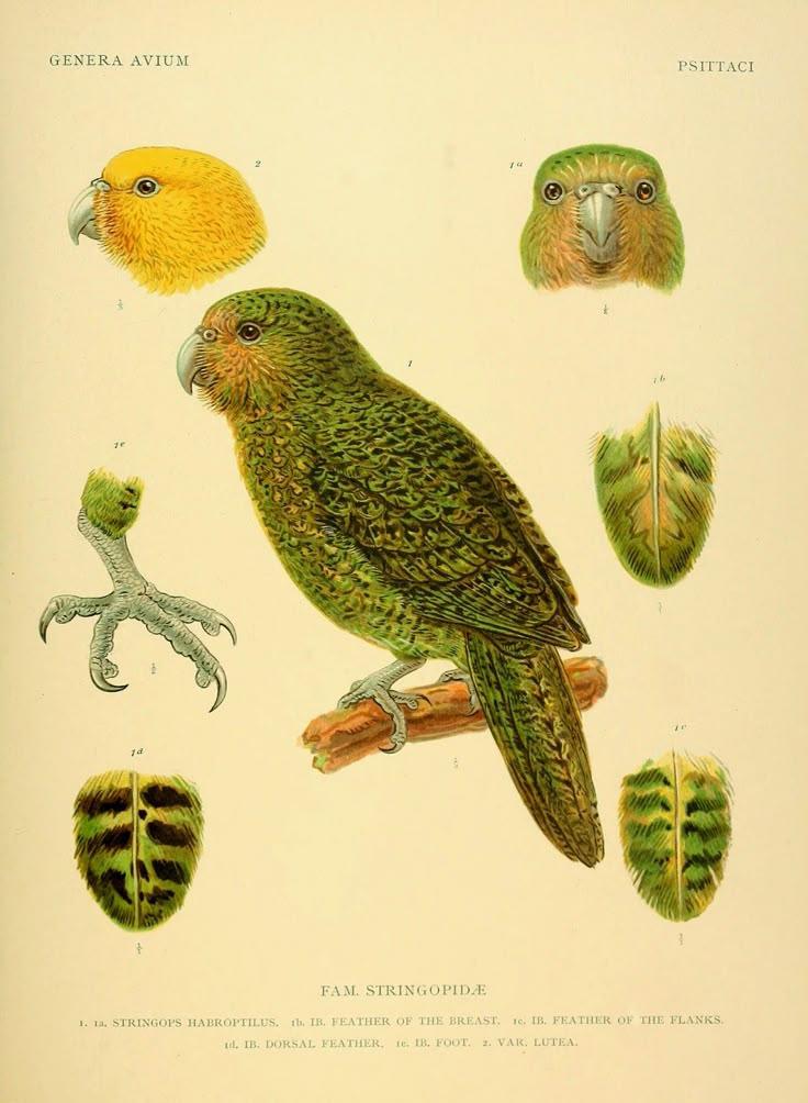 GENERA AVIUM PSITTACI 2 ©7306 у AS 1 №5 <2 ЭРА 14 4 ЕАМ. 1. 1a. STRINGOVS HABROPTILUS, 1 ТЕК OF ASI 1 В. FEATHER OF THE PLANKS. 1 JOKSA A 2 LUTEA