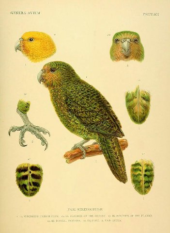 GENERA AVIUM PSITTACI 2 ©7306 у AS 1 №5 <2 ЭРА 14 4 ЕАМ. 1. 1a. STRINGOVS HABROPTILUS, 1 ТЕК OF ASI 1 В. FEATHER OF THE PLANKS. 1 JOKSA A 2 LUTEA