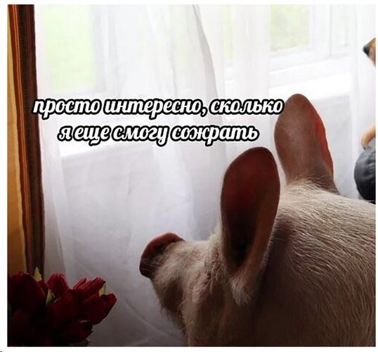 просто интересно; сожрать