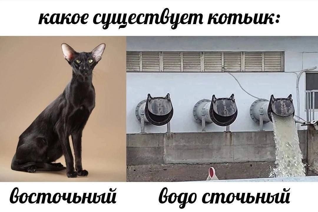 какое котьик: A a 4 4 a A босточьный Gogo сточьный