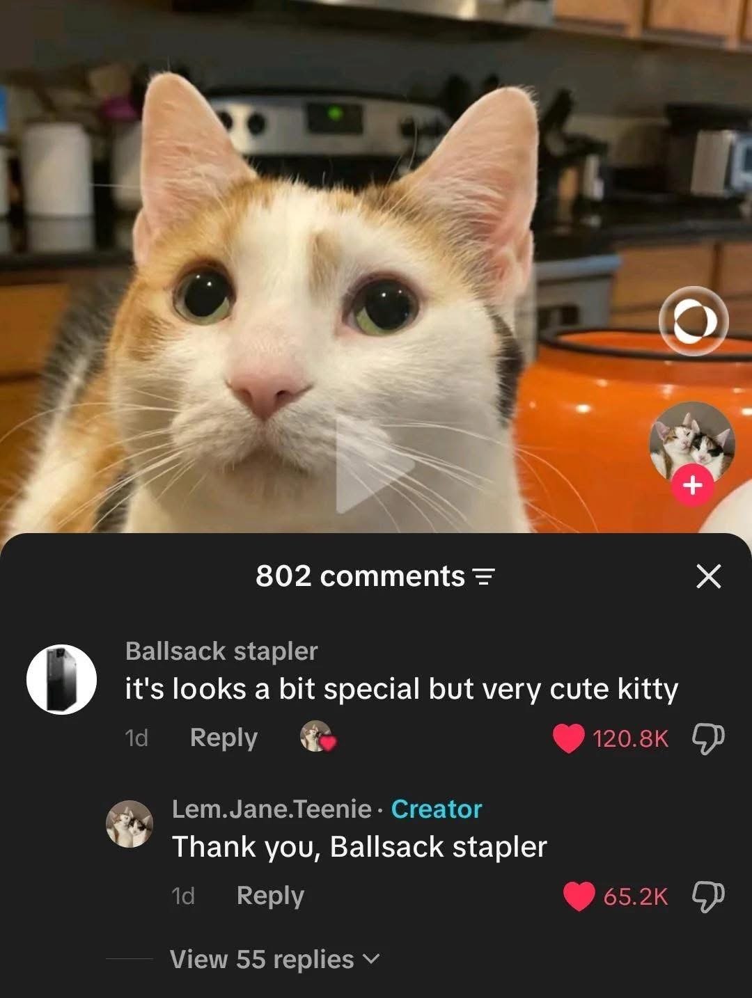 802 comments Ballsack stapler it's looks a bit special but very cute kitty О Reply Lem.Jane.Teenie- Creator Thank you, Ballsack stapler Reply 55.2к View 55 replies