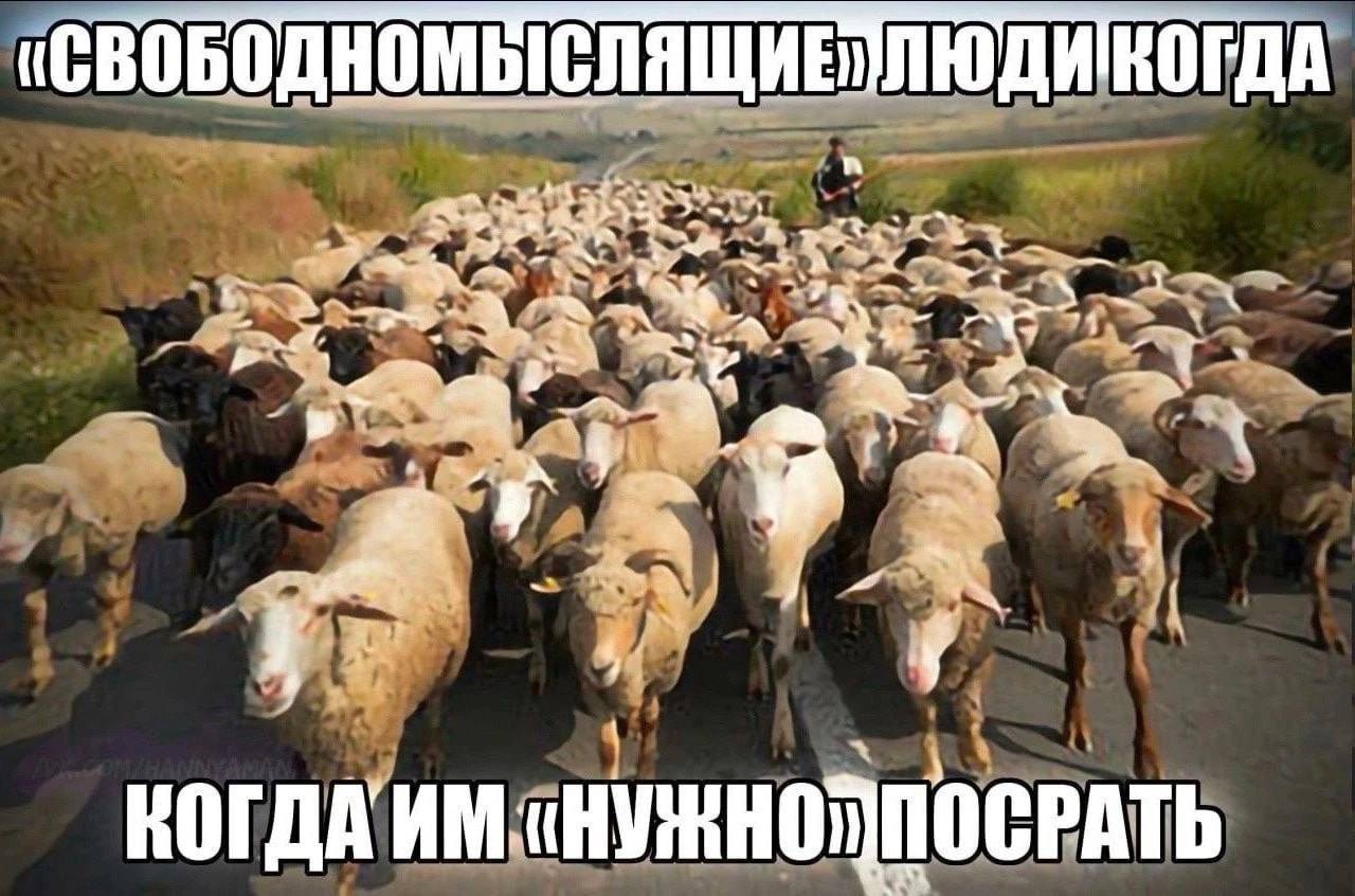 (СВОБОД НОМ ЫСЛЯЩИЕ! ГДА aby А Wel я 7 ПОСРАТЬ