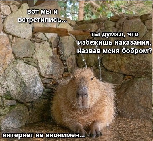7 BOT мы и встретились. ты думал, что ‘избежишь наказания, назвав меня бобром? интернет не анонимен...