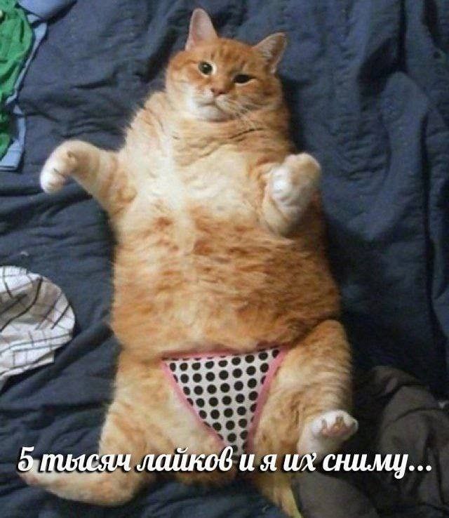 3 2 a@ 5. тысяч лайков и я сниму...