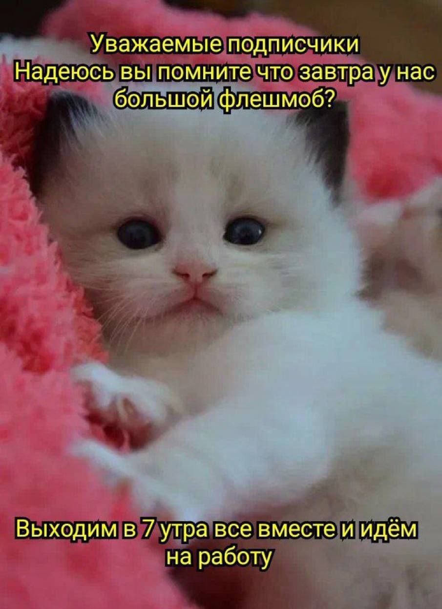 Уважаемые подписчики Надеюсь вы помните что завтра у нас большой флешмоб? Выходим в 7 утра все вместе и идём на работу