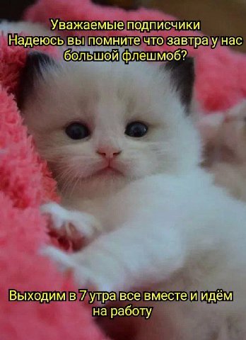 Уважаемые подписчики Надеюсь вы помните что завтра у нас большой флешмоб? Выходим в 7 утра все вместе и идём на работу
