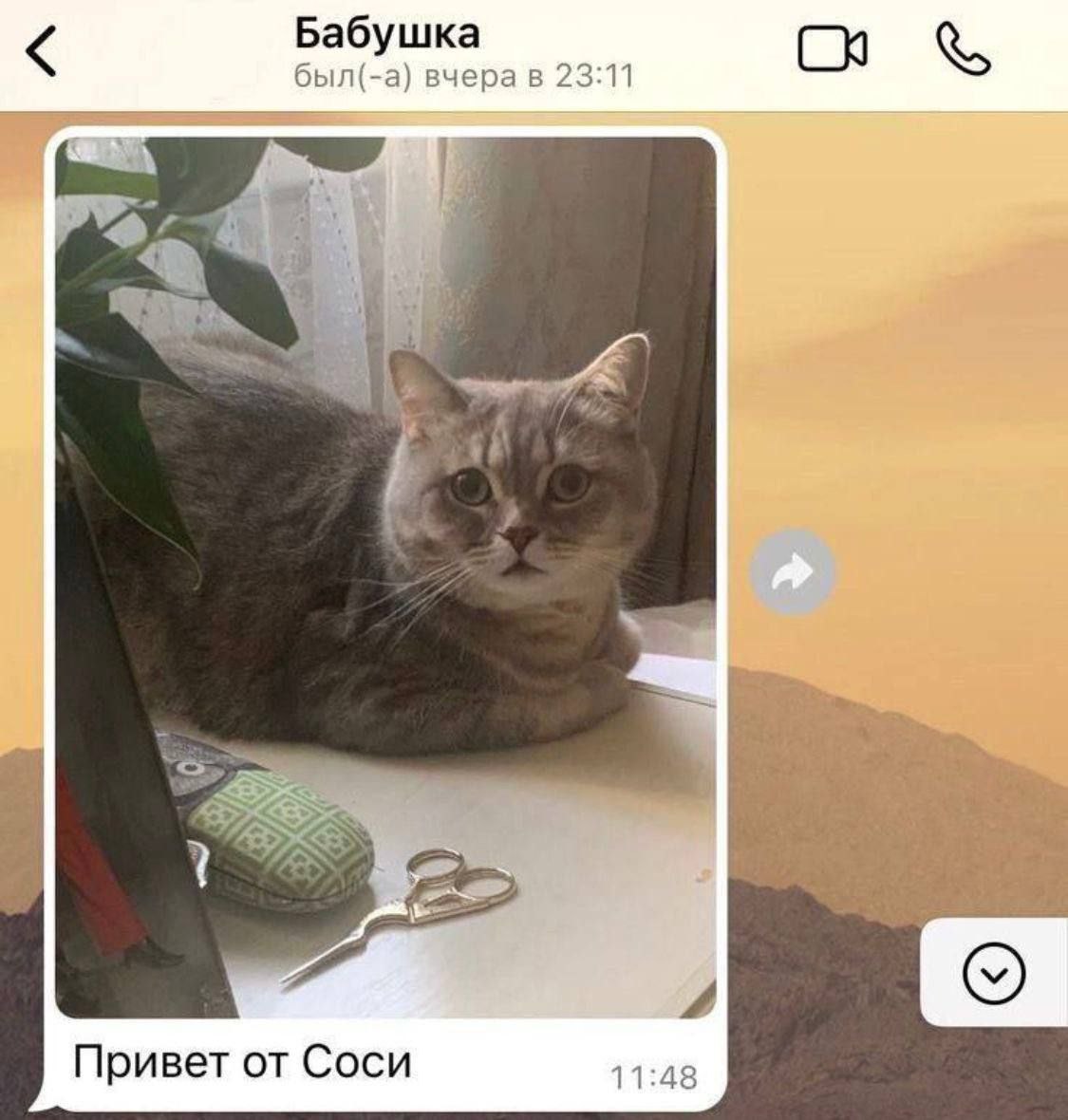 Бабушка был(-а} вчера в 23:11 a “a Привет от Соси 11:48