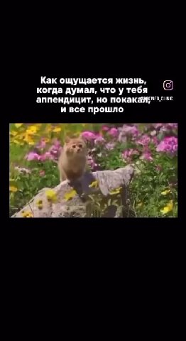 Как ощущается жизнь, (<) когда думал, что у тебя аппендицит, но покакамриолине и все прошло аппендицит, но покакайуио.линс аппендицит, но покака иене