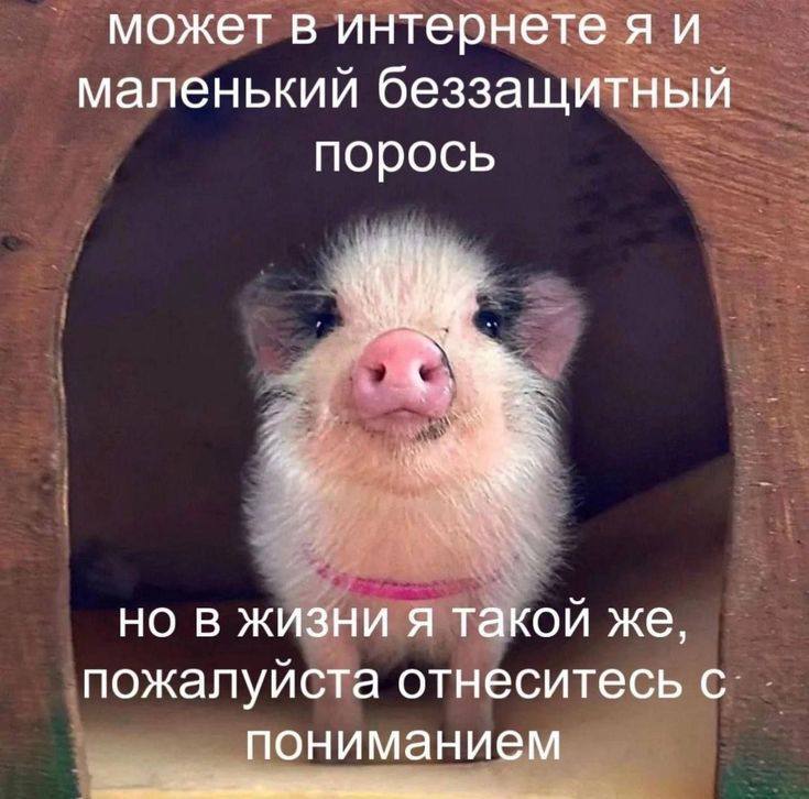 может в интернете маленький беззащитный порось 4 3 но в жизни я такой же, пожалуйста отнеситесь с. пониманием
