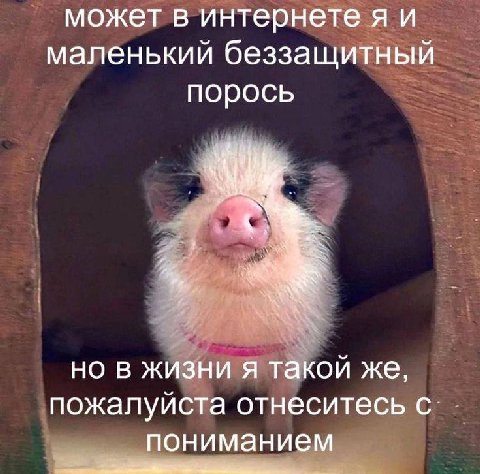 может в интернете маленький беззащитный порось 4 3 но в жизни я такой же, пожалуйста отнеситесь с. пониманием