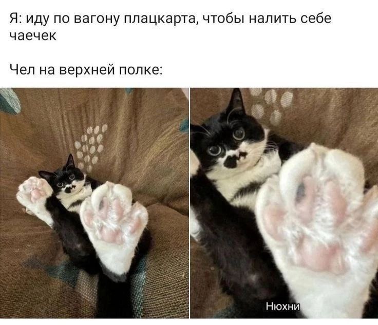 Я: иду по вагону плацкарта, чтобы налить себе чаечек Чел на верхней полке a Нюхни