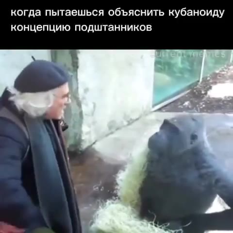 когда пытаешься объяснить кубаноиду концепцию подштанников