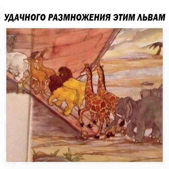 УДАЧНОГО РАЗМНОЖЕНИЯ ЭТИМ ЛЬВАМ
