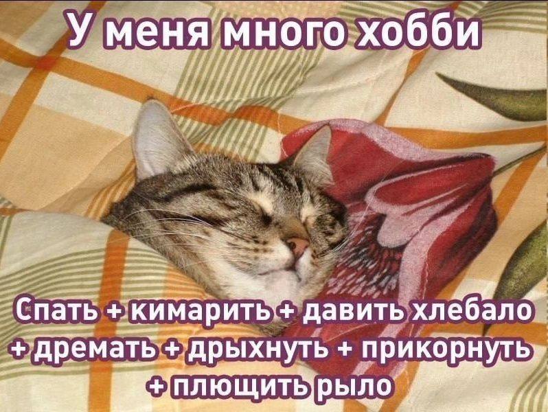 много, хобби. Спать давить ‘дрыхнуть прикорнуть» ПЛЮЩИТЬ рыло.