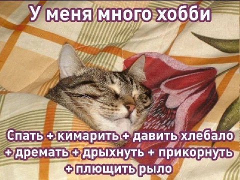 много, хобби. Спать давить ‘дрыхнуть прикорнуть» ПЛЮЩИТЬ рыло.