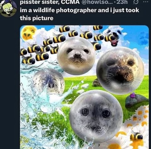 pisster sister, СОМА ima wildlife photographer and took this picture 25) wal A у SAS