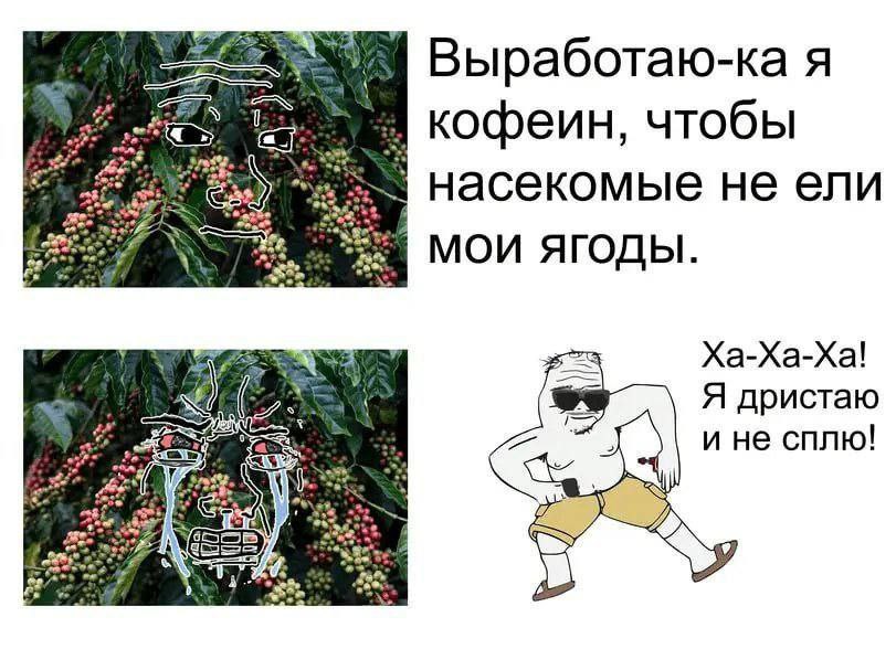 3 Выработаю-ка я кофеин, чтобы насекомые HE ели MOU ЯГОДЫ. Xa-Xa-Xa! Я дристаю и не сплю!