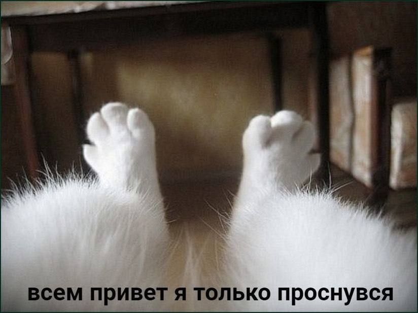 привет я только проснувся