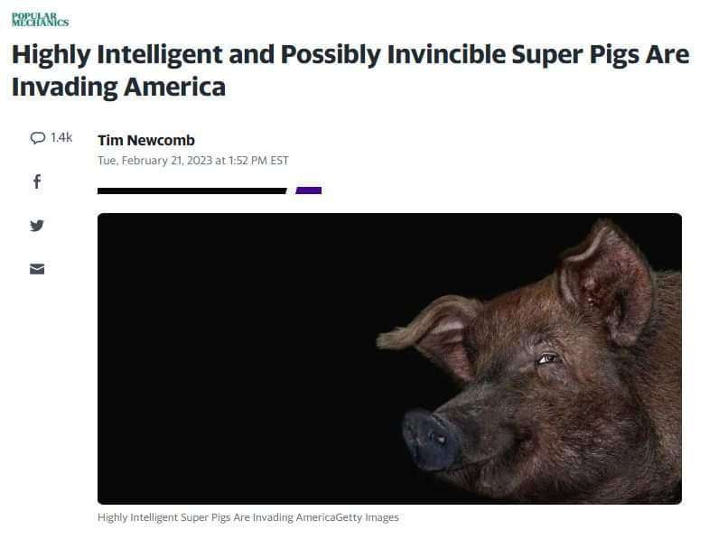Highly Intelligent and Possibly Invincible Super Pigs Are Invading America Тит Newcomb