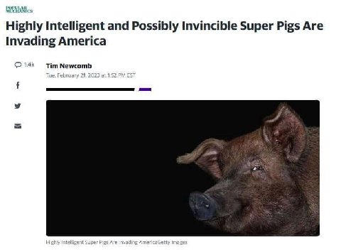 Highly Intelligent and Possibly Invincible Super Pigs Are Invading America Тит Newcomb