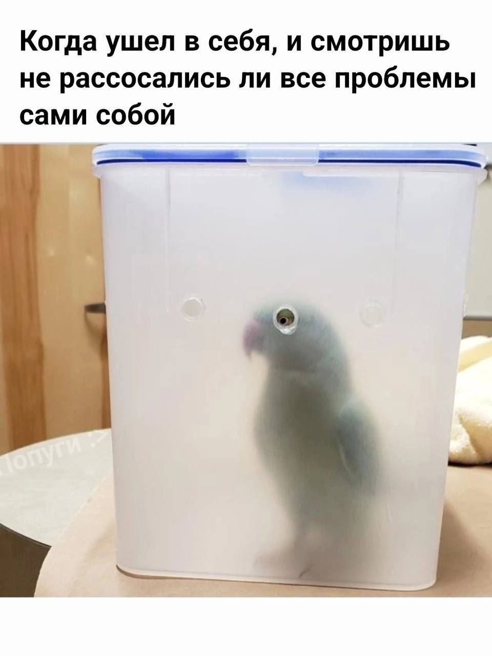 Когда ушел в себя, и смотришь не рассосались ли все проблемы сами собой `1