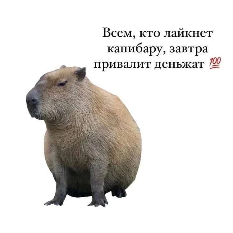 Всем, кто лайкнет капибару, завтра привалит деньжат