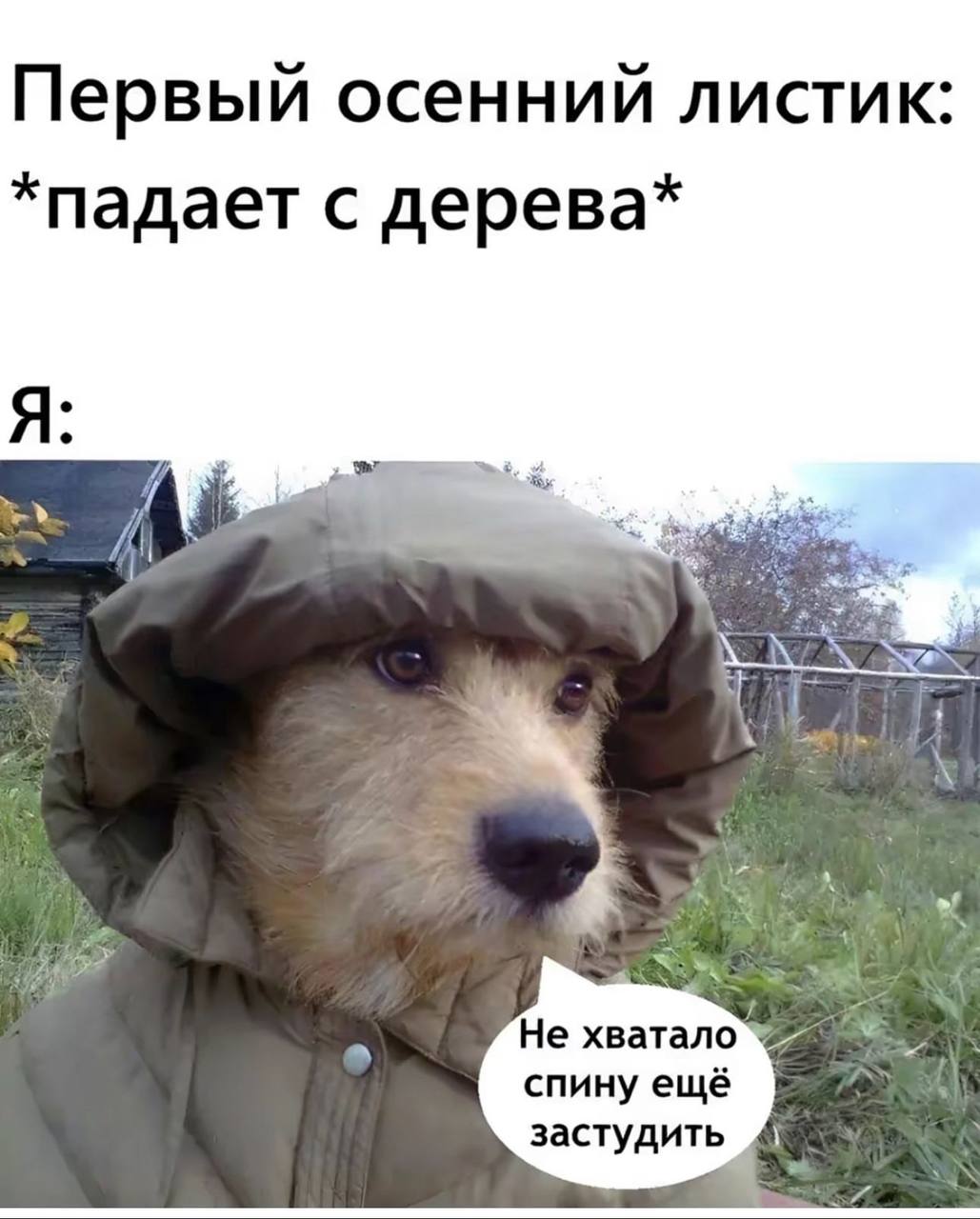 Первый осенний листик: *падает с дерева* of Не хватало спину ещё застудить