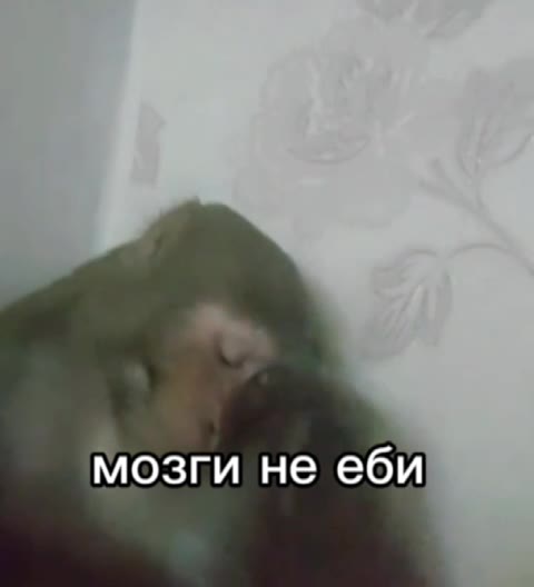 мозги не еби