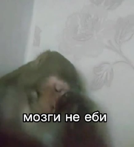 мозги не еби