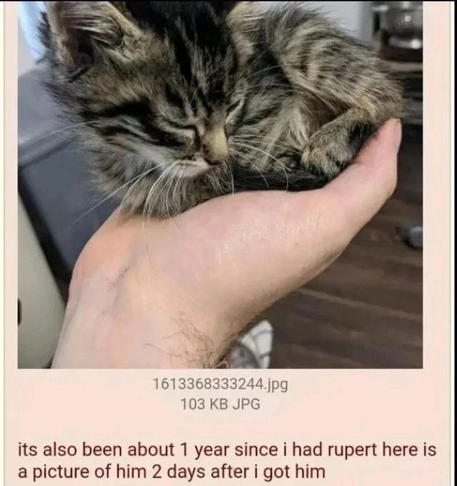 4 1613368 333244 jpg 103 JPG its also been about 1 year since i had rupert here is a picture of him 2 days after i got him