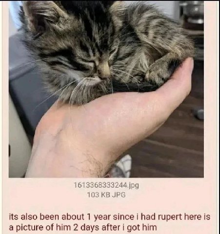 4 1613368 333244 jpg 103 JPG its also been about 1 year since i had rupert here is a picture of him 2 days after i got him