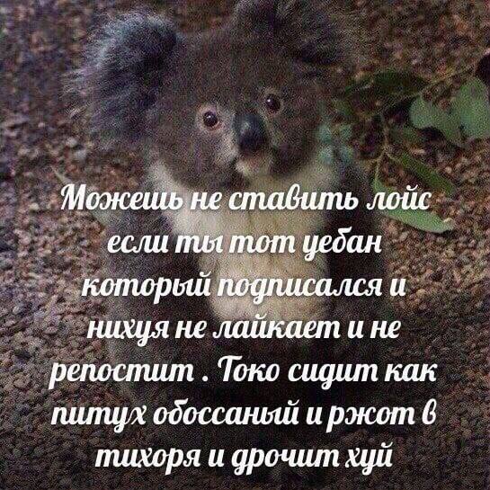 Можешь не стабить лойс если ты тот уебан подписался и нихуя не лайкает и не репостит Токо сидит как и ржот 6 тихоря и дрочит