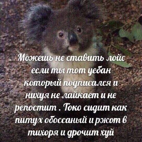 Можешь не стабить лойс если ты тот уебан подписался и нихуя не лайкает и не репостит Токо сидит как и ржот 6 тихоря и дрочит