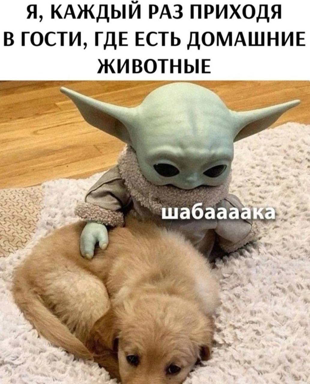 Я, РАЗ ПРИХОДЯ В ГОСТИ, ГДЕ ЕСТЬ ДОМАШНИЕ ЖИВОТНЫЕ Я шабаааака a я А, a oN