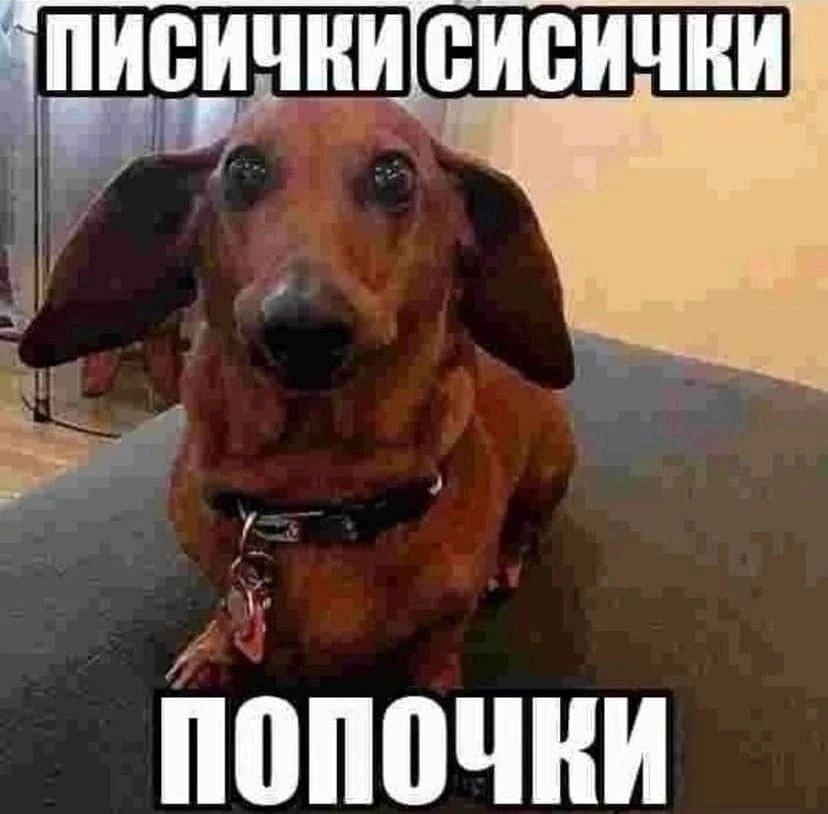 ЧПИ КИ|СИСИЧКИ 1 Попочки