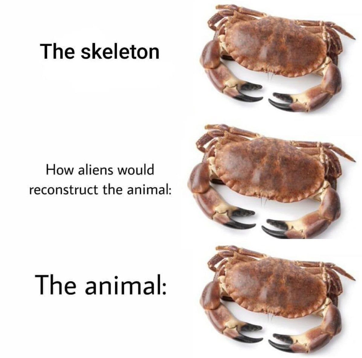 The skeleton How aliens would reconstruct the animal: The animal: у